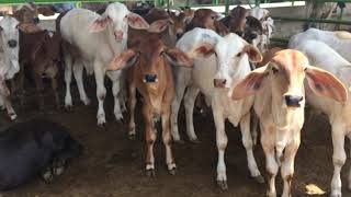 Nukrey or Geer Ke Cow Calf at Pitafi cattle farm