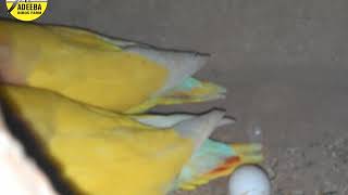 Adeeba birds farm & pets