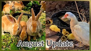 Rabbits, Chickens & Ducks August Update