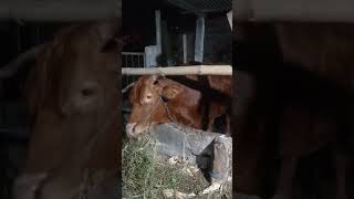 sapi indukan joss || modal nekat farm