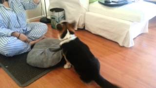 Modano Corgi playing fetch