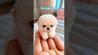 Cute Mini Puppy #cute #mini #fyp #fypシ゚viral #pets #snugglefurcuties #puppy