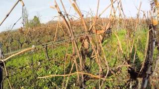 Taille de la vigne - ADEFA Charente