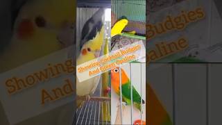 Love Birds Mutations | Showing Lovebirds | #lovebird #birds