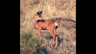 Deer Care Painting