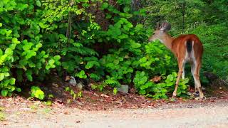 4 Hours Inspirational Nature Walking Be Inspired