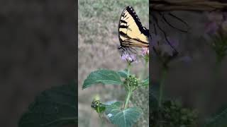 #beautiful #naturetank #butterfly #nature #youtubeshorts