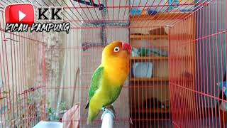 Rangsangan Lovebird paling Jitu _ langsung nyamberrr