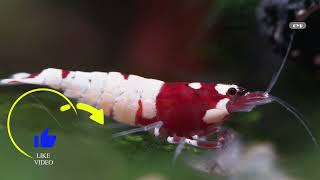 Red Wine Dwarf Shrimp Eat Some Foods From Aquarium Plant