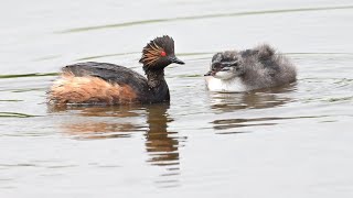 Vögel im Dümmerbereich Juli 2021