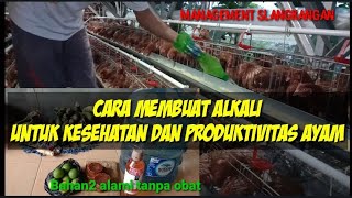 Alkali untuk memelihara kesehatan ayam dan produksi telur maksimal