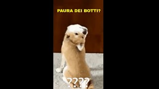 Video guida: Come aiutare il tuo cane spaventato dai rumori forti #cani #animali #paura #shorts