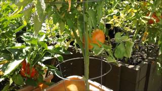 My peppers and tomatoes 2012 part 16