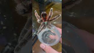 She is drinking out of my hand . #tarantula #caribenaversicolour #￼thirsty