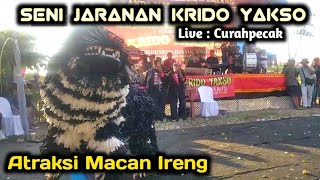 Atraksi Macan Ireng Jaranan Krido Yakso live Curahpecak Purwoharjo