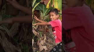 Aku OTW vlog Di Sawah gais | RIP Pohon Pisang #anakberani #sawah