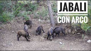 Bowhunting - Espera De Jabali Con Arco - Albacete