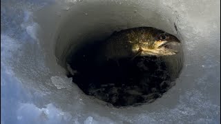 Up close lake trout through the ice Maine fishing #icefishing #trout #maineoutdooradventures