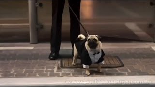 Cheestrings Spaghetti - Comercial de TV - Propaganda com Pug