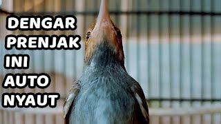 SUARA PRENJAK KEPALA MERAH GACOR FULL BUNYI | COCOK BUAT MASTERAN & PANCINGAN PRENJAK MERAH