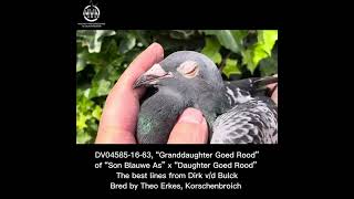 DV04585-16-63, „Granddaughter Goed Rood” of the Dirk Van den Bulck strain @mvn-pigeons