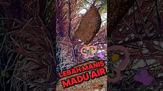 wahh, kita jumpa sarang madu/lebah hutan