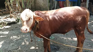 Update Sapi Suro Usia 9 Bulan || #appsi  #sapi #pedetsuper #sapisimental