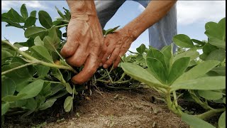 Orientación vocacional desde la Cuajiotera [Don Cuco, homenaje al campo]