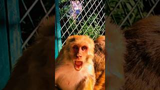 Furious monkey in the jungle! #youtubeshorts #animals #monkey #natureexplorers