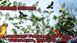 MIKAT BURUNG PUNAI DI BUAH MENGKURAI ‼️