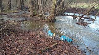 Hochwasser - die Hunde finden's gut