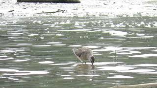 Long-billed Dowitcher