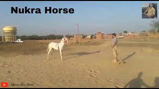 Nukra Horse