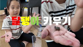 윤채로운과 함께 달팽이 키우기 도전!!!   #달팽이기르기 #달팽이 #키우기