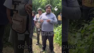 Nelson logró tener una Milpa libre de insecticidas con el uso de catarinas 🐞