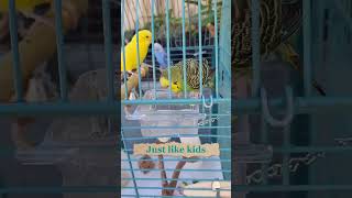 Smart and lovely little budgies #part-1