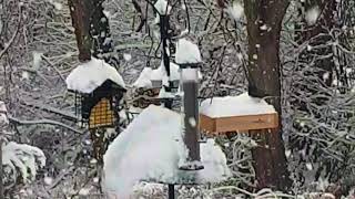 Snowing at the Bird Feeder