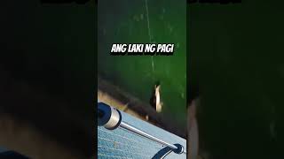 ang laki ng Pagi