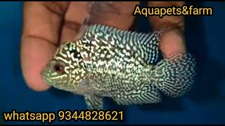 Headpop Kml Full body pearls🔥 for sale | Best price 😉🤟| @aquapetsfarmtamil4785