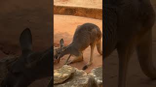 WHAT is this Kangaroo EATING?