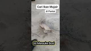 UNIK!! HANYA DI MERAUKE!!! CARI IKAN MUJAIR DI PANTAI!!! #unik #ikanmujair #ikanmuara #pantai