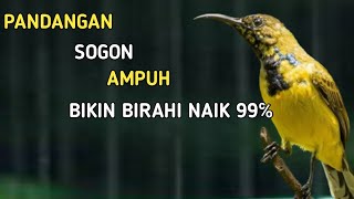 PANCINGAN SOGON UNTUK NAIKAN BIRAHI SEKETIKA LANGSUNG GACOR