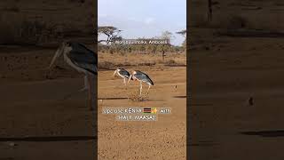 #kenya #wildlife #birds #birdphotography #birdslover #bird #birdwatching with #halfmaasai #travel