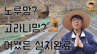 노루망? 고라니망? 설치하기 I 고추밭에 몰래 찾아온 노루