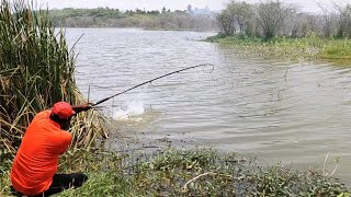 Amazing place Goldfish Rohu Fishes Catch with To Fishing Indian Fish Hunting Best Village Fishing