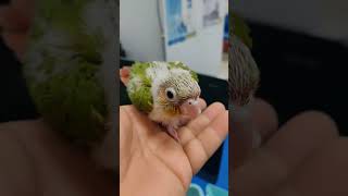 small pineapple conure #amazing #hand #conure #jk #birds