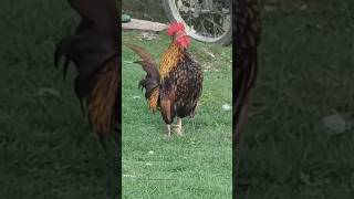 ayam kate #animals #ayam #kate #serama #shorts