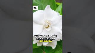 ¡Alerta! Las Gardenias te harán perder la cabeza. No podrás resistirte a su fragancia y belleza 🌼