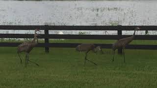 Sandhill cranes in The Villages Florida