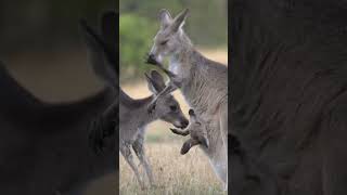 How Kangaroos Stay Cool in the Hot Australian Summer #shorts